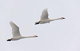 Swans In Flight_21980